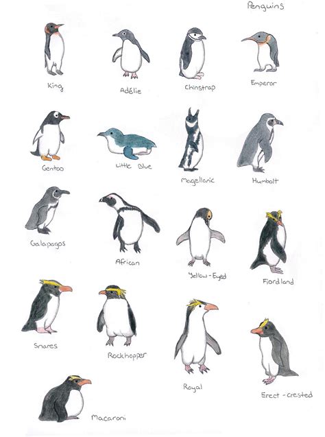 Tumblr | Penguins, Types of penguins, Penguin species