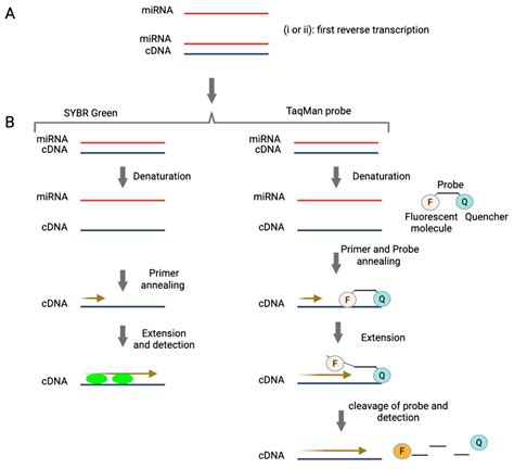Amplification-Free Testing of microRNA Biomarkers in Cancer