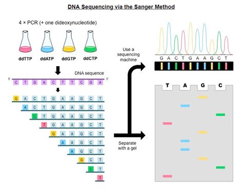 Image result for Sequencing Method
