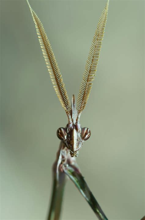 Image result for Alien Face Creature