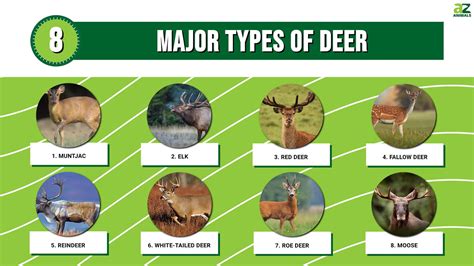 8 Types of Deer: Learn About All of the Major Deer Species - A-Z Animals
