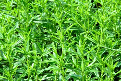 Summer Savory: Plant Care & Growing Guide