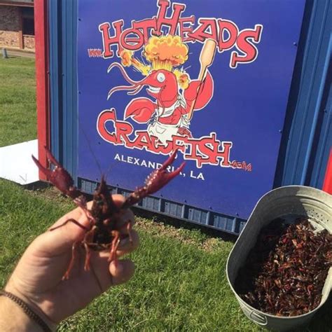 HOTHEADS CRAWFISH, Alexandria - Menu, Prices & Restaurant Reviews ...