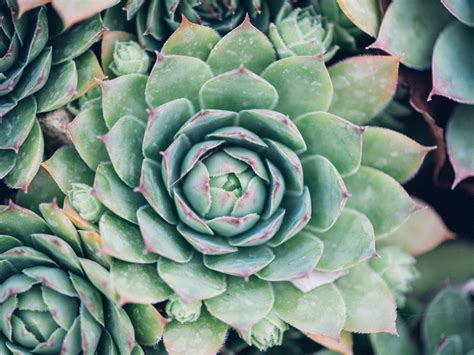 Sempervivum Information: Learn About Sempervivum Care And Maintenance