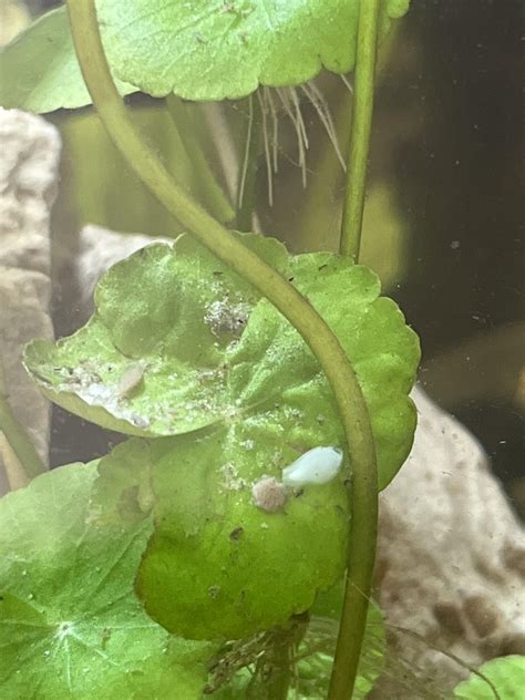 Help IDing baby snail in a sac? I have multiple species of “hitchhiker ...
