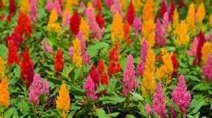 ZIXA Celosia Plumosa Seed Price in India - Buy ZIXA Celosia Plumosa ...