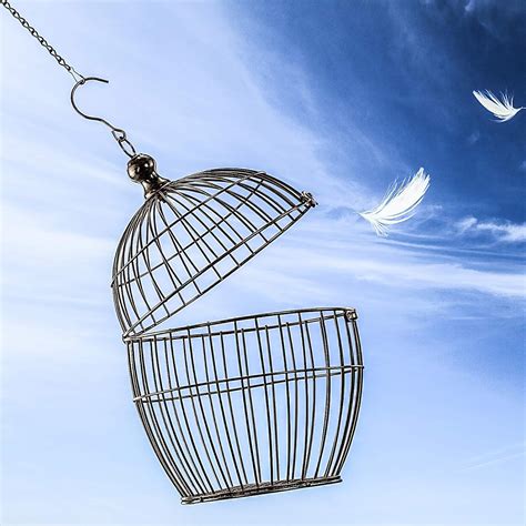 Buy Outus Hanging Chain for Hanging Bird Feeders, Wind Chimes ...
