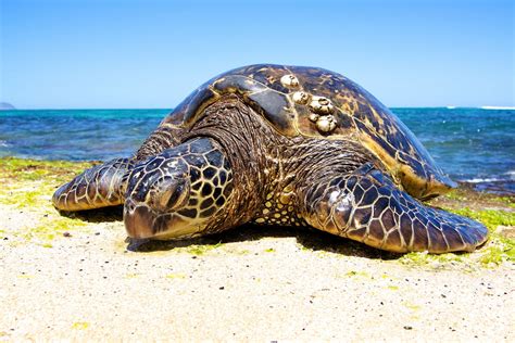 Home - Sea Turtle Alliance