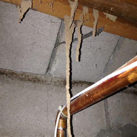 Understanding Termite Tubes Hanging From Ceiling: Signs and Solutions"