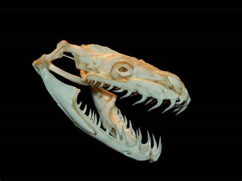 Image result for Teeth of a Rock Python