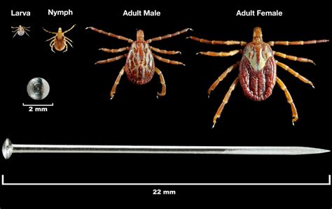 Actual Size Of Ticks at Steve Courtney blog