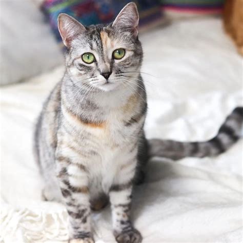 Black And White Tabby Cat