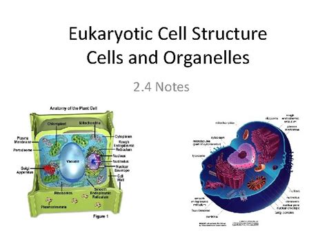 Biological Cell Structure 的图像结果