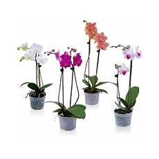 orchidea vaso trasparente vaso per orchidea orchidee vaso adatto alle orchidee orchidea vaso trasparente vaso per orchidea orchidee vaso adatto alle orchidee