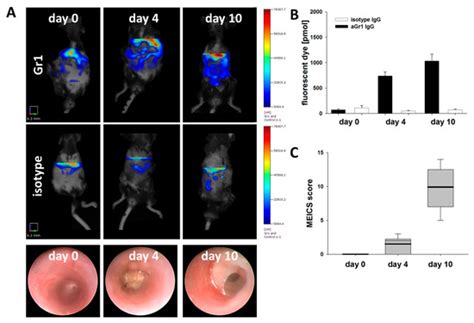 Cells | Special Issue : The Molecular and Cellular Basis for ...