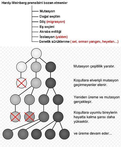 Populasyon ve Populasyon Genetiği