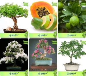 creative farmer Bonsai Seeds : Seeds For Terrace Garden Combo Acacia ...