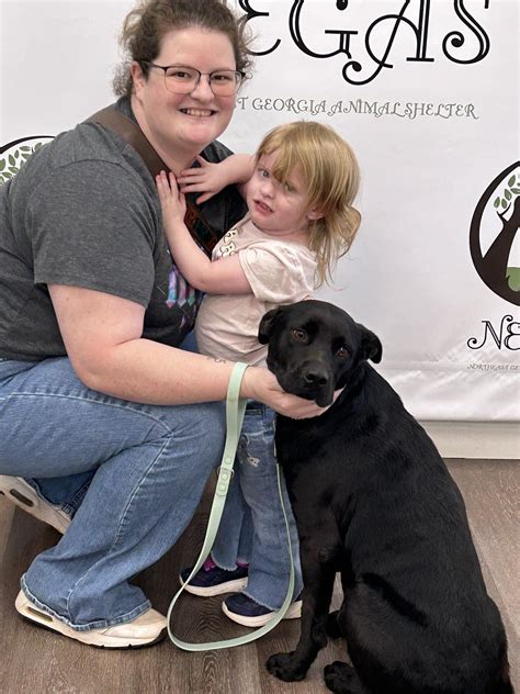 Gypsy: ADOPTED !!!! Beautiful Lab Mix Needs Loving Family to Call Her ...