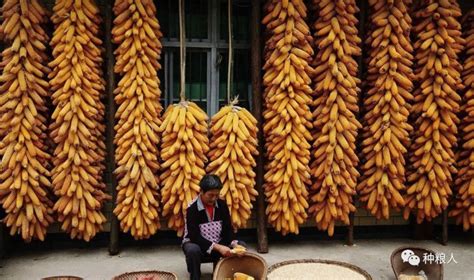 陕西省种业集团 - 玉米