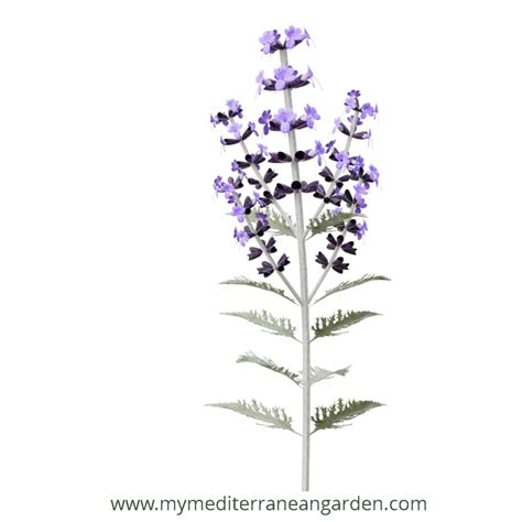 Salvia yangii (Russian Sage)