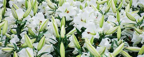 梦见白色百合花什么意思 梦里出现的白色百合花象征什么 - 万年历