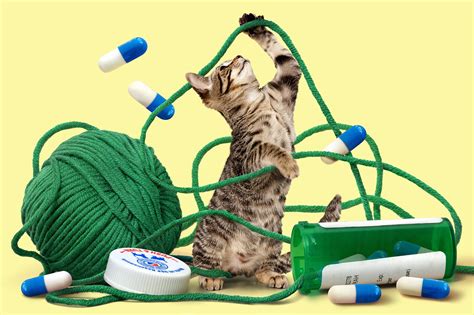 Puppies on Prozac: How to Handle Your Pet’s Anxiety - The New York Times