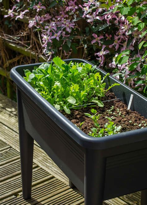 Container gardening: ten easy vegetables to grow in pots, and how to do ...