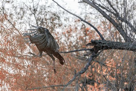 Single Night, Multiple Roost Sites - Wild Turkey Lab