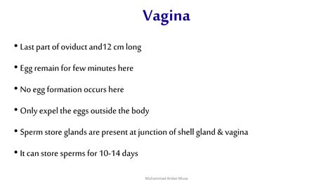 Image result for Chicken Reproduction Process