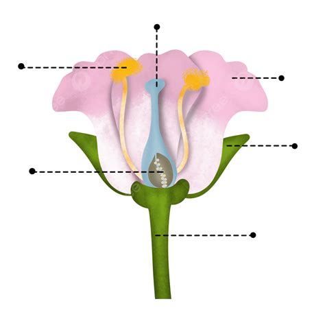 Male Flower Anatomy at Evelyn Council blog
