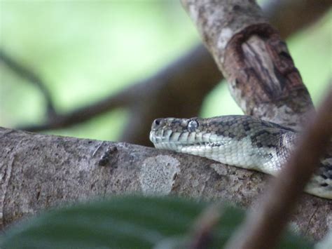 Image result for Eastern Carpet Python