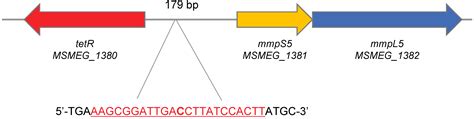 MmpS5-MmpL5 Transporters Provide Mycobacterium smegmatis Resistance to ...
