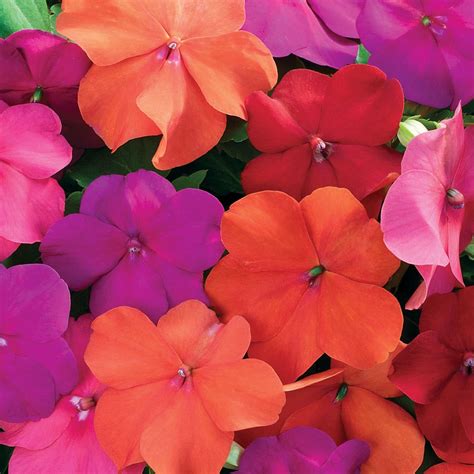 Amazon.com : Outsidepride Xtreme Tango Mix Impatiens Flower Seeds - 100 ...