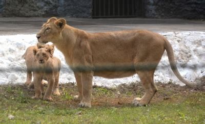 Chemical sprays, masks to ward off COVID-19 threat in Alipore zoo