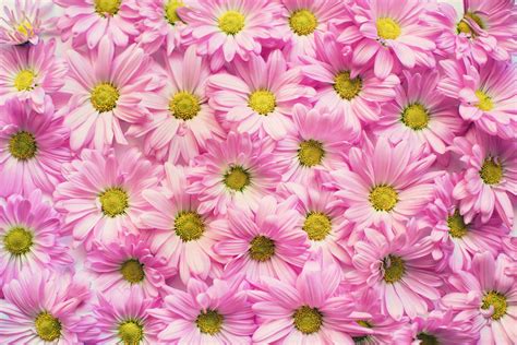 Image result for Flower Background