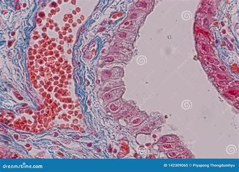 Epithelial Tissue Under Microscope