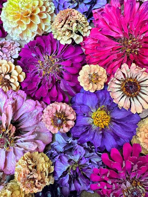 How to Dry Flowers with Silica Gel: A Step-by-Step Guide to Perfectly ...