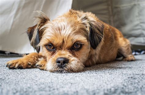 Shorkie Dog Breed Health and Care | PetMD