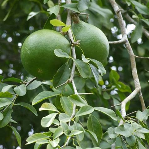 Go4plants Live Bel Tree, Bilva Patra, Bel Patra Plant with Pot : Amazon ...