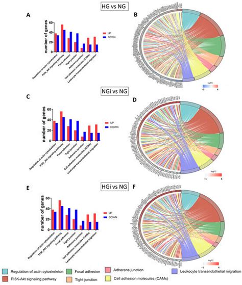 The Specific Molecular Changes Induced by Diabetic Conditions in ...
