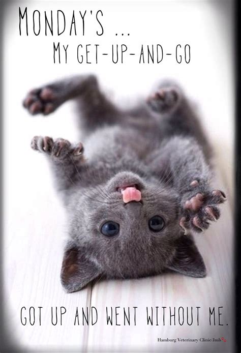 Monday Work Meme Animals | cartaalosnodocentes