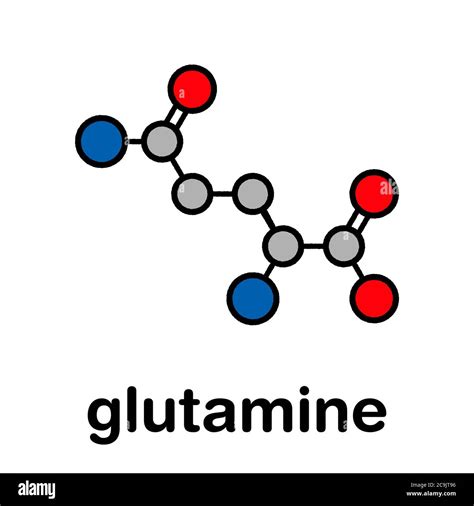 Glutamine (l-glutamine, Gln, Q) amino acid molecule. Stylized skeletal formula (chemical ...