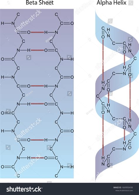 Protein Secondary Structure Alpha Helix And Beta Sheet Complete MCAT
