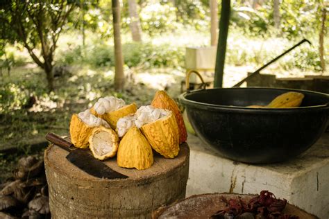 The Origin Trail: Curated Cacao Farm Tour – Craft Chocolate India