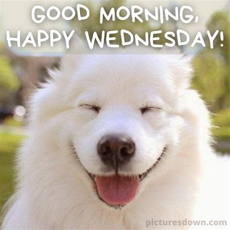 Wednesday morning images happy dog - picturesdown.com