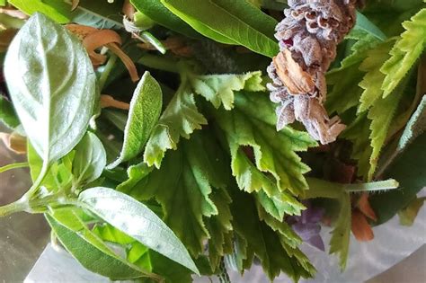 2025 Herbalism walk in Sierra dela Tramuntana with Plant Expert ...