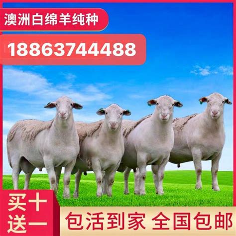 养殖场出售 白山羊 成年大白羊 山羊肉羊养殖 免运输-阿里巴巴
