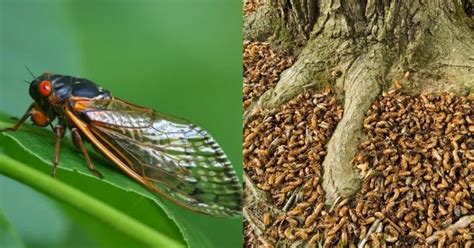 After 17 Years, Billions Of Cicadas Will Take Over US East Coast To ...