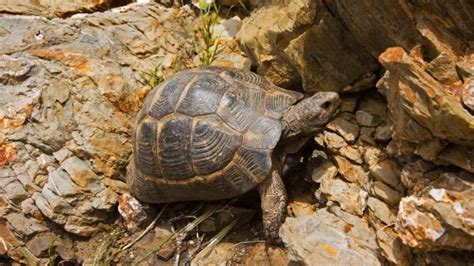 Image result for Gopher Turtle Poop