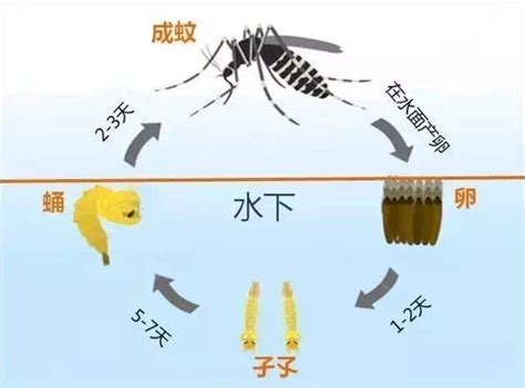 蚊子的寿命有多长，最多可以活四个月(3到7天是假的)_探秘志